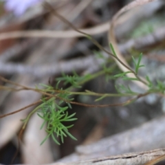 Brachyscome rigidula at QPRC LGA - 27 May 2024