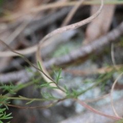 Brachyscome rigidula at QPRC LGA - 27 May 2024