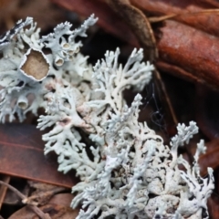 Unidentified Lichen, Moss or other Bryophyte at QPRC LGA - 27 May 2024 by LisaH