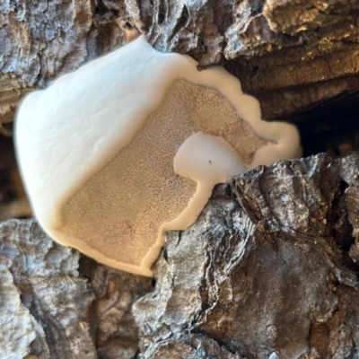 Unverified Fungus at  - suppressed by LisaH