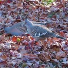 Ocyphaps lophotes (Crested Pigeon) at QPRC LGA - 27 May 2024 by RodDeb