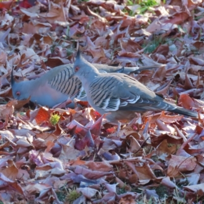 Ocyphaps lophotes (Crested Pigeon) at QPRC LGA - 27 May 2024 by RodDeb