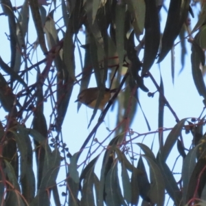 Acanthiza lineata at QPRC LGA - 27 May 2024