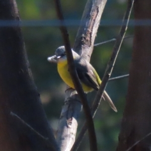 Eopsaltria australis at QPRC LGA - 27 May 2024