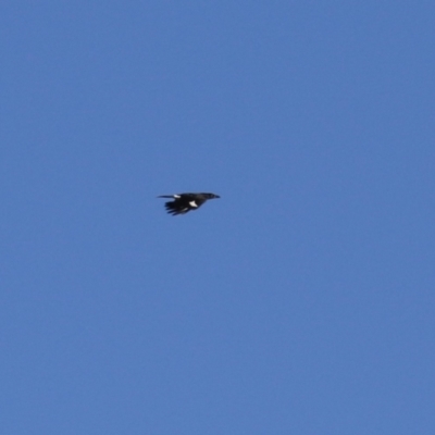 Strepera graculina (Pied Currawong) at Barracks Flat Drive Reserve - 27 May 2024 by RodDeb