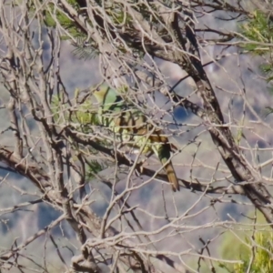 Ptilonorhynchus violaceus at Barracks Flat Drive Reserve - 27 May 2024