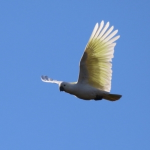 Cacatua galerita at QPRC LGA - 27 May 2024