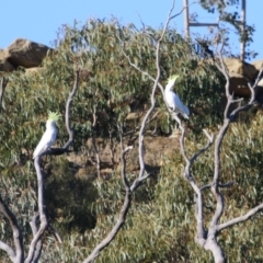 Cacatua galerita at QPRC LGA - 27 May 2024