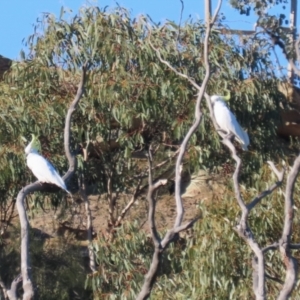 Cacatua galerita at QPRC LGA - 27 May 2024