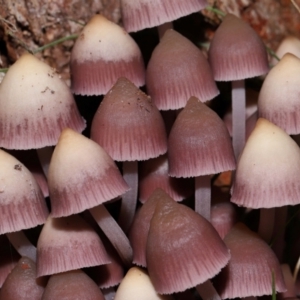 Mycena 'clarkeana group' at Gibraltar Pines - 26 May 2024 12:12 PM