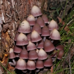 Mycena 'clarkeana group' at Gibraltar Pines - 26 May 2024 12:12 PM