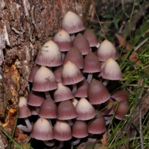 Mycena 'clarkeana group' at Gibraltar Pines - 26 May 2024