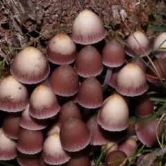 Mycena 'clarkeana group' at Gibraltar Pines - 26 May 2024