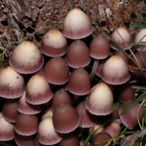 Mycena 'clarkeana group' at Gibraltar Pines - 26 May 2024 12:12 PM