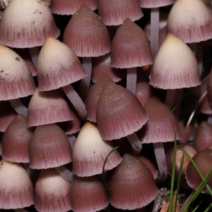 Mycena 'clarkeana group' at Gibraltar Pines - 26 May 2024 12:12 PM