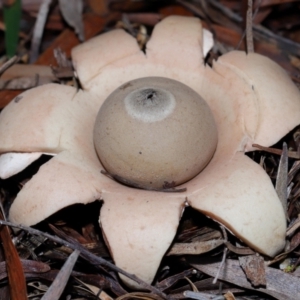 Geastrum sp. at GG179 - 27 May 2024