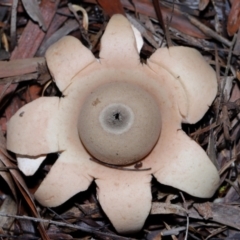 Geastrum sp. at GG179 - 27 May 2024