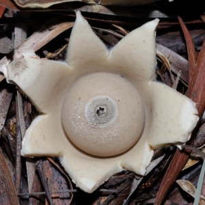 Geastrum sp. at GG179 - 27 May 2024