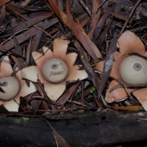 Geastrum sp. at GG179 - 27 May 2024 12:43 PM