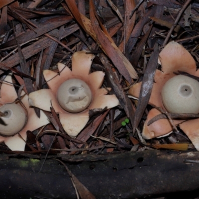 Geastrum sp. (Geastrum sp.) at ANBG - 27 May 2024 by TimL