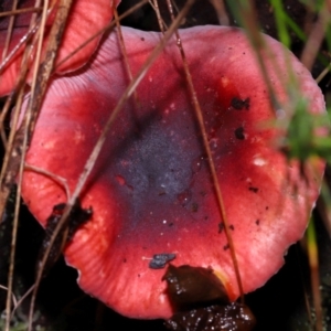 Russula persanguinea at Gibraltar Pines - 26 May 2024 12:36 PM