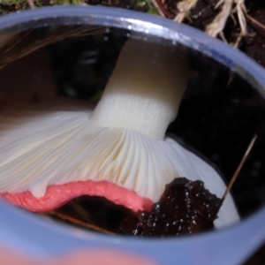 Russula persanguinea at Gibraltar Pines - 26 May 2024