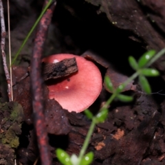 Russula persanguinea at Gibraltar Pines - 26 May 2024