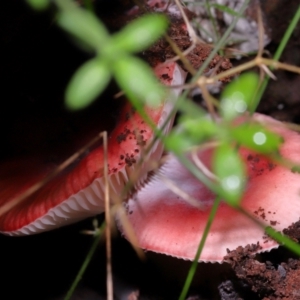 Russula persanguinea at Gibraltar Pines - 26 May 2024 12:36 PM