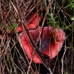 Russula persanguinea at Gibraltar Pines - 26 May 2024