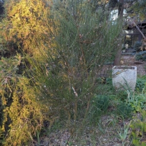 Cytisus scoparius subsp. scoparius at Cook, ACT - 27 May 2024