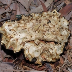 Unidentified Bolete - Fleshy texture, stem central (more-or-less) at Acton, ACT - 17 May 2024 by TimL