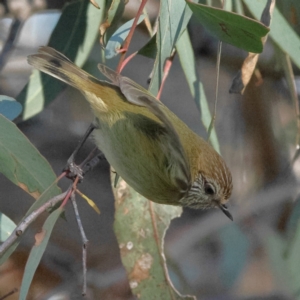 Acanthiza lineata at The Pinnacle - 27 May 2024