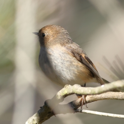 Petroica rodinogaster (Pink Robin) at The Pinnacle - 27 May 2024 by MichaelWenke