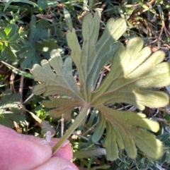 Geranium solanderi var. solanderi at Urambi Hills - 28 May 2024 10:16 AM