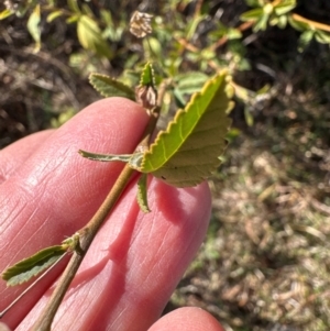 Sida rhombifolia at Kambah, ACT - 28 May 2024 10:21 AM