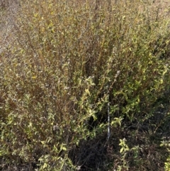 Sida rhombifolia at Kambah, ACT - 28 May 2024 10:21 AM