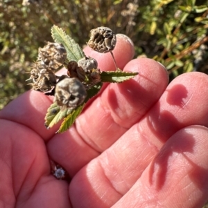 Sida rhombifolia at Kambah, ACT - 28 May 2024 10:21 AM