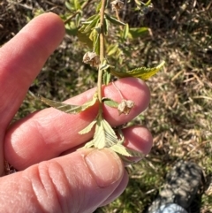 Sida rhombifolia at Kambah, ACT - 28 May 2024 10:21 AM