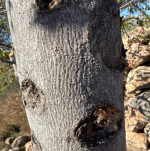 Brachychiton populneus at Kambah, ACT - 28 May 2024 10:34 AM