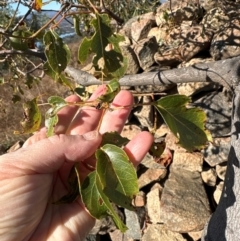 Brachychiton populneus at Kambah, ACT - 28 May 2024 10:34 AM