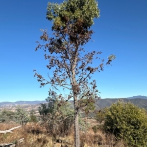 Acacia implexa at Kambah, ACT - 28 May 2024