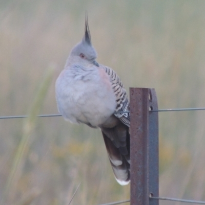 Ocyphaps lophotes (Crested Pigeon) at Hume, ACT - 18 Dec 2023 by michaelb