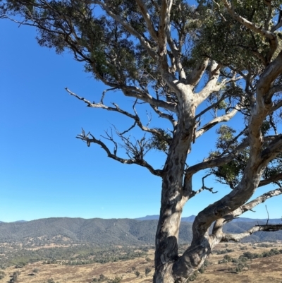 Eucalyptus melliodora (Yellow Box) at Kambah, ACT - 28 May 2024 by lbradley