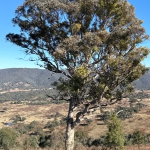 Eucalyptus melliodora at Kambah, ACT - 28 May 2024 10:49 AM