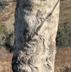 Eucalyptus melliodora at Kambah, ACT - 28 May 2024 10:49 AM