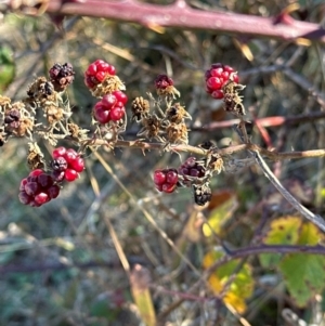 Rubus anglocandicans at Kambah, ACT - 28 May 2024