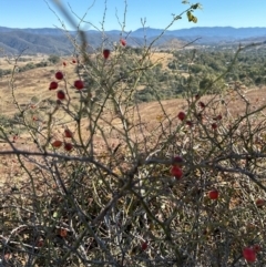 Rosa rubiginosa at Kambah, ACT - 28 May 2024 10:54 AM