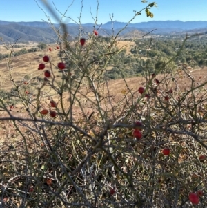 Rosa rubiginosa at Kambah, ACT - 28 May 2024 10:54 AM