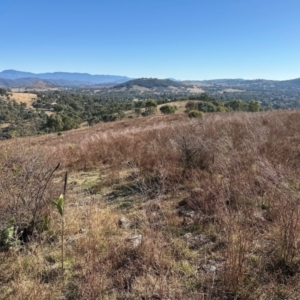 Hypericum perforatum at Kambah, ACT - 28 May 2024