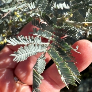 Acacia baileyana x Acacia dealbata at Kambah, ACT - 28 May 2024